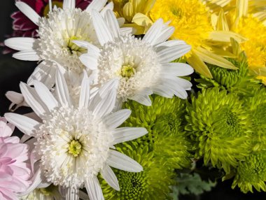 Kasımpatı çiçekleri kapatın, doğa duvar kağıtları 