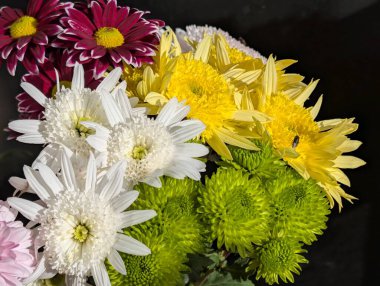 Kasımpatı çiçekleri kapatın, doğa duvar kağıtları 