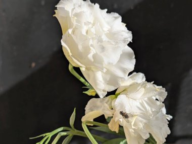 Kasımpatı çiçekleri kapatın, doğa duvar kağıtları 