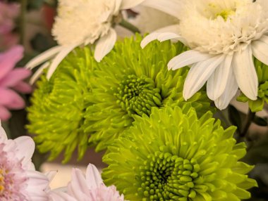 Kasımpatı çiçekleri kapatın, doğa duvar kağıtları 