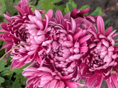 Kasımpatı çiçekleri kapatın, doğa duvar kağıtları 