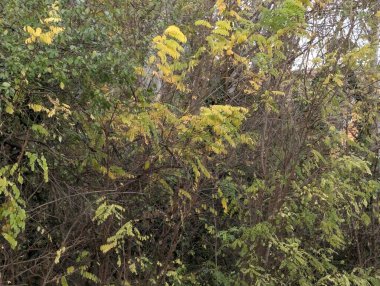 Ormandaki sonbahar ağaçları sarı yapraklarla kaplı. 