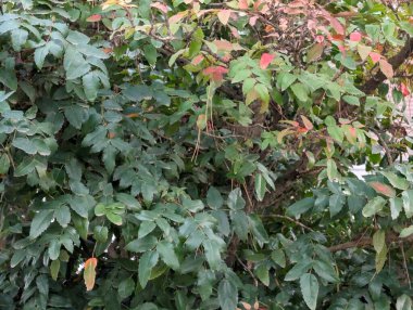 Ormandaki sonbahar ağaçları sarı yapraklarla kaplı. 