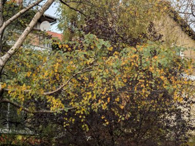 Sonbahar mevsiminde sonbahar yaprakları, yeşillik ve doğa 