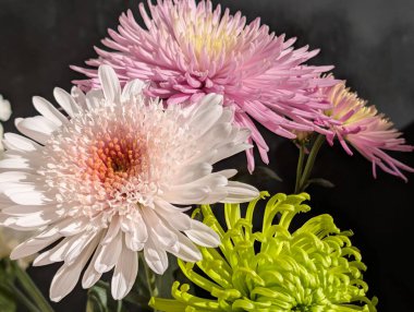 Kasımpatı çiçekleri, farklı renkler ve şekiller. 