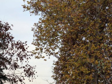 Sonbahar mevsiminde sonbahar yaprakları, yeşillik ve doğa 