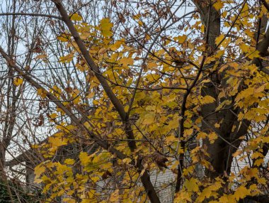 Sonbahar mevsiminde sonbahar yaprakları, yeşillik ve doğa 