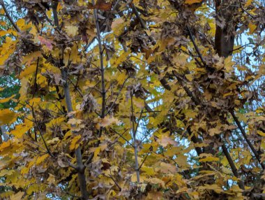 Sonbahar mevsiminde sonbahar yaprakları, yeşillik ve doğa 