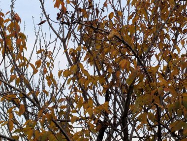 Sonbahar mevsiminde sonbahar yaprakları, yeşillik ve doğa 