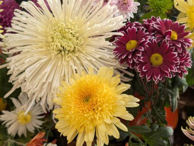 Güzel bir demet kasımpatı çiçeği, yakın plan - 