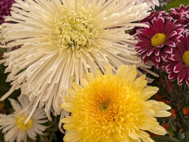 Güzel bir demet kasımpatı çiçeği, yakın plan - 