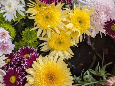 Güzel bir demet kasımpatı çiçeği, yakın plan - 