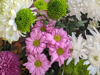 Farklı renkte ve şekillerde güzel kasımpatı çiçekleri