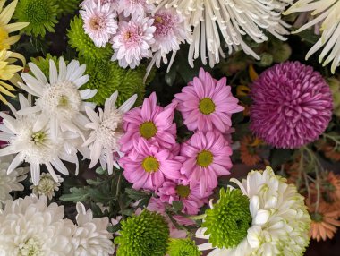 Farklı renkte ve şekillerde güzel kasımpatı çiçekleri