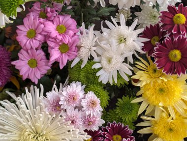 Farklı renkte ve şekillerde güzel kasımpatı çiçekleri