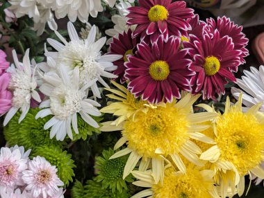 Farklı renkte ve şekillerde güzel kasımpatı çiçekleri