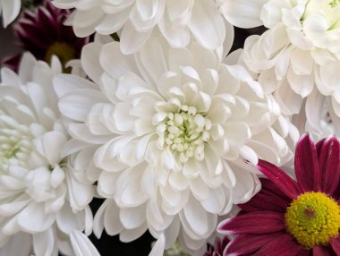 Farklı renkte ve şekillerde güzel kasımpatı çiçekleri