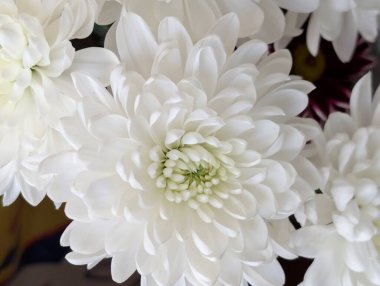 Farklı renkte ve şekillerde güzel kasımpatı çiçekleri