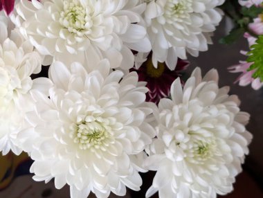 Farklı renkte ve şekillerde güzel kasımpatı çiçekleri