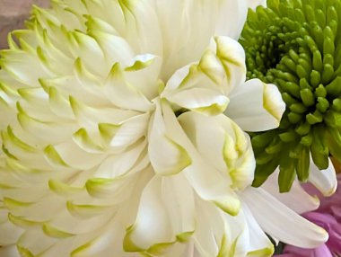 Güzel kasımpatı çiçeğinin, doğal duvar kağıdının yakın görüntüsü              