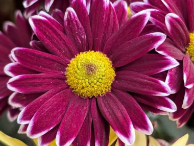 Güzel bir buket çiçeğe yakın, çiçek arkaplanı.           