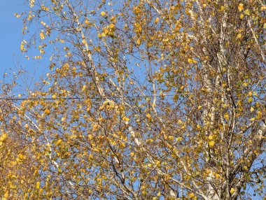 Dallardan sarkan sarı yapraklar açık mavi gökyüzüne karşı