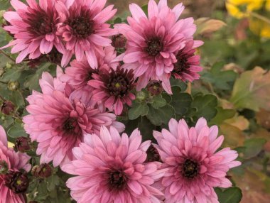 close up beautiful chrysanthemum flowers 
