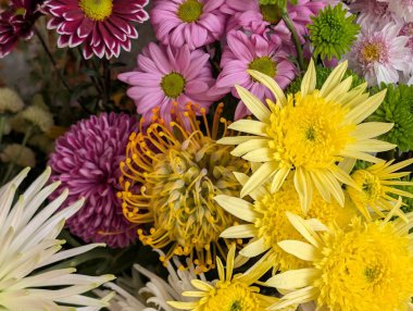 close up beautiful chrysanthemum flowers 