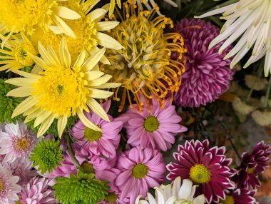 close up beautiful chrysanthemum flowers 