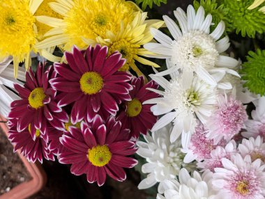 close up beautiful chrysanthemum flowers 