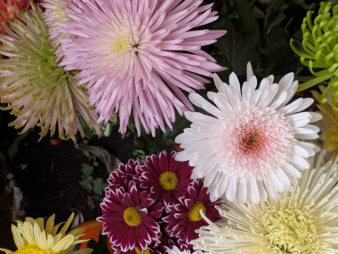 close up beautiful chrysanthemum flowers 