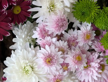 close up beautiful chrysanthemum flowers 