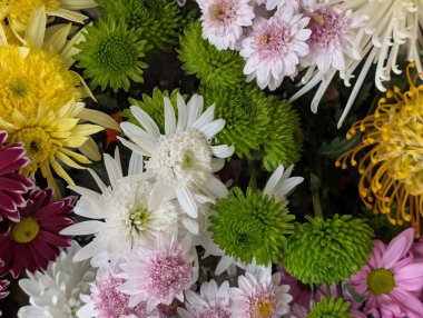 close up beautiful chrysanthemum flowers 