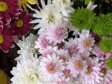 close up beautiful chrysanthemum flowers 
