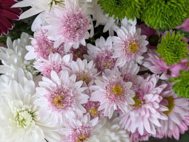 close up beautiful chrysanthemum flowers 