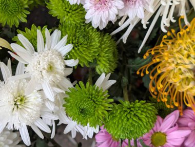 close up beautiful chrysanthemum flowers 