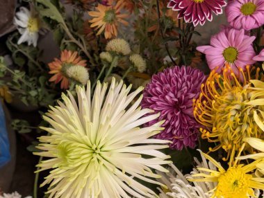 close up beautiful chrysanthemum flowers 