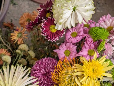 close up beautiful chrysanthemum flowers 