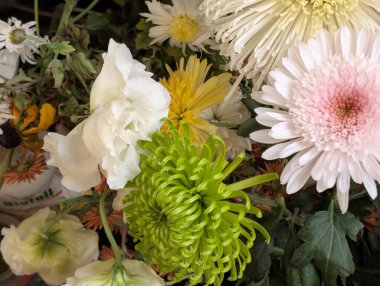 close up beautiful chrysanthemum flowers 
