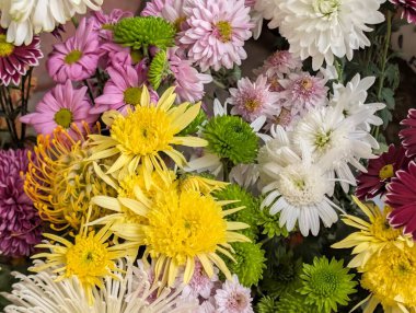 close up beautiful chrysanthemum flowers 
