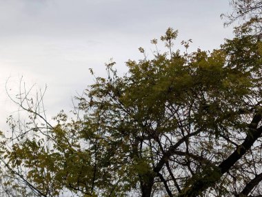 Parktaki ormanın güzel manzarası 