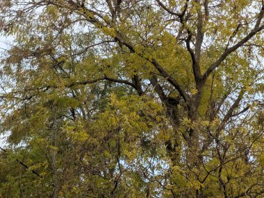 Parktaki ormanın güzel manzarası 