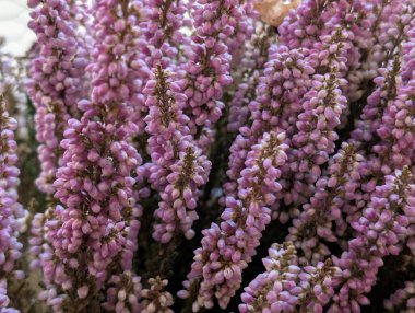 Bahçede açan güzel çiçeklerin yakın görüntüsü      