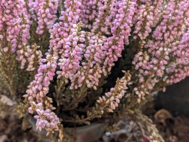 Bahçede açan güzel çiçeklerin yakın görüntüsü      