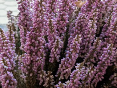 Bahçede açan güzel çiçeklerin yakın görüntüsü      