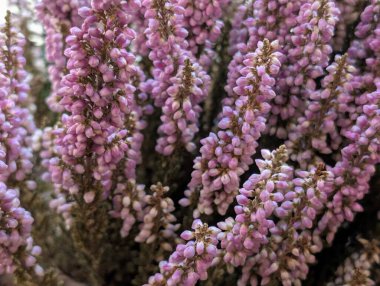 Bahçede açan güzel çiçeklerin yakın görüntüsü      