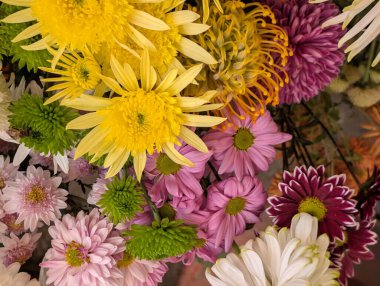 Bahçedeki güzel kasımpatı çiçeklerini kapat. 