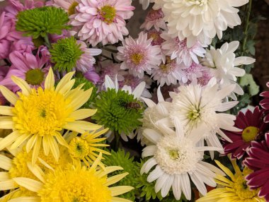 Bahçedeki güzel kasımpatı çiçeklerini kapat. 