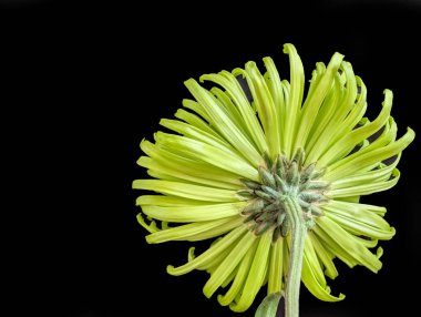 Güzel kasımpatı çiçeği, çiçekli duvar kağıdı, kapat.       