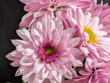 Bahçedeki güzel kasımpatı çiçeklerini kapat. 